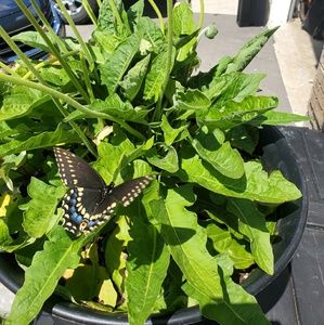 Meet your Posher, Christa